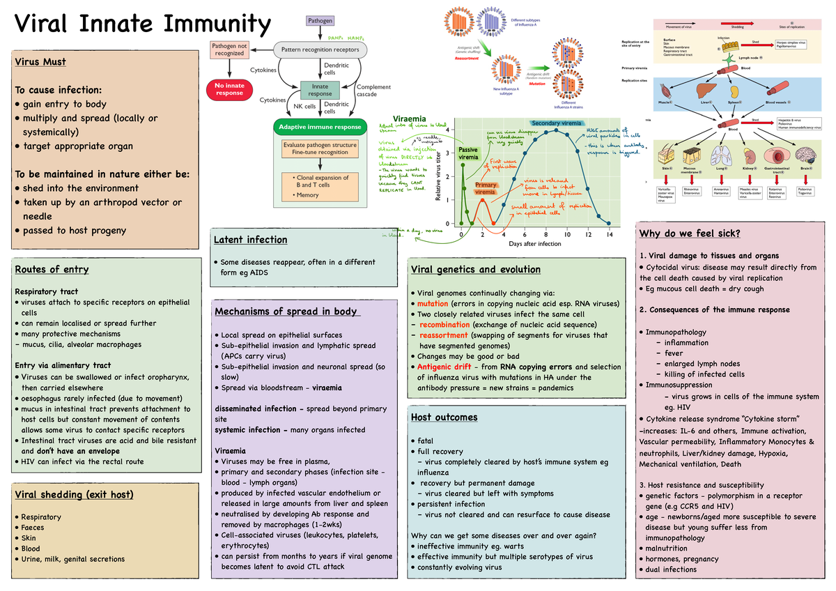 Viral innate immunity summary - Viral Innate Immunity Virus Must To ...