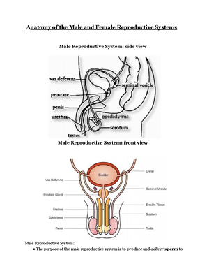 Human Vestigial Structures - .... 02/15/ 5 Human Vestigial Structures ...