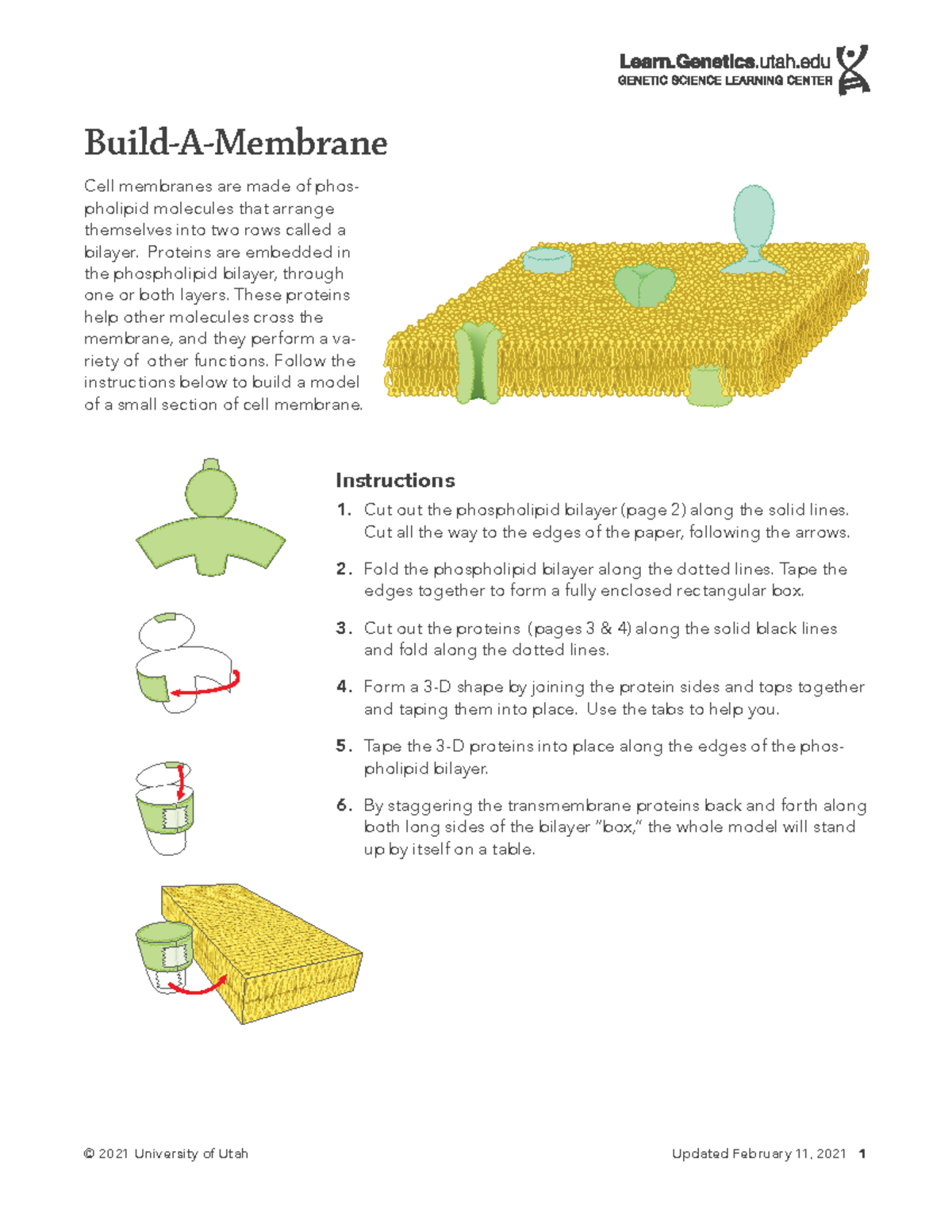 Build-a-membrane-1 - Building a membrane - © 2021 University of Utah ...