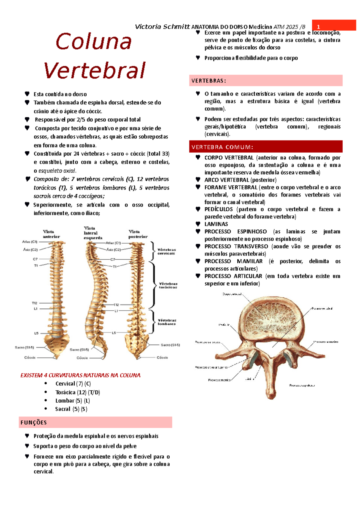 Resumo VIC Dorso E Coluna - Coluna Vertebral Esta contida no dorso ...