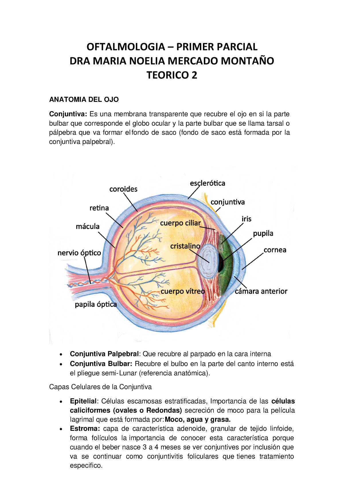 Resumen Oftalmologia Primer Parcial Oftalmologia Primer Parcial Dra Maria Noelia Mercado 6323