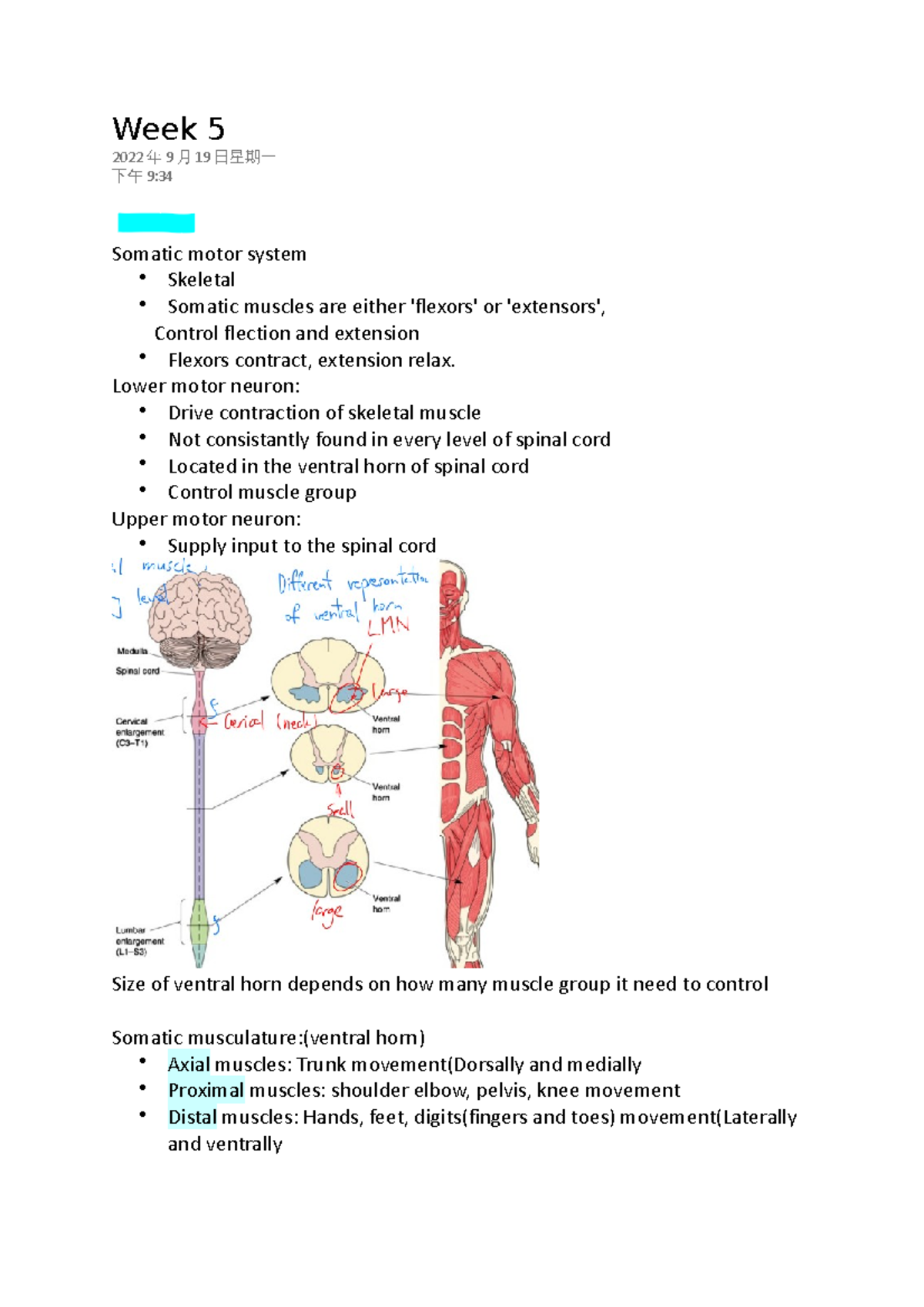 Neuroanatomy - Lecture note - Week 5 2022 年 9 月 19 日星期一 下午 9: Somatic ...