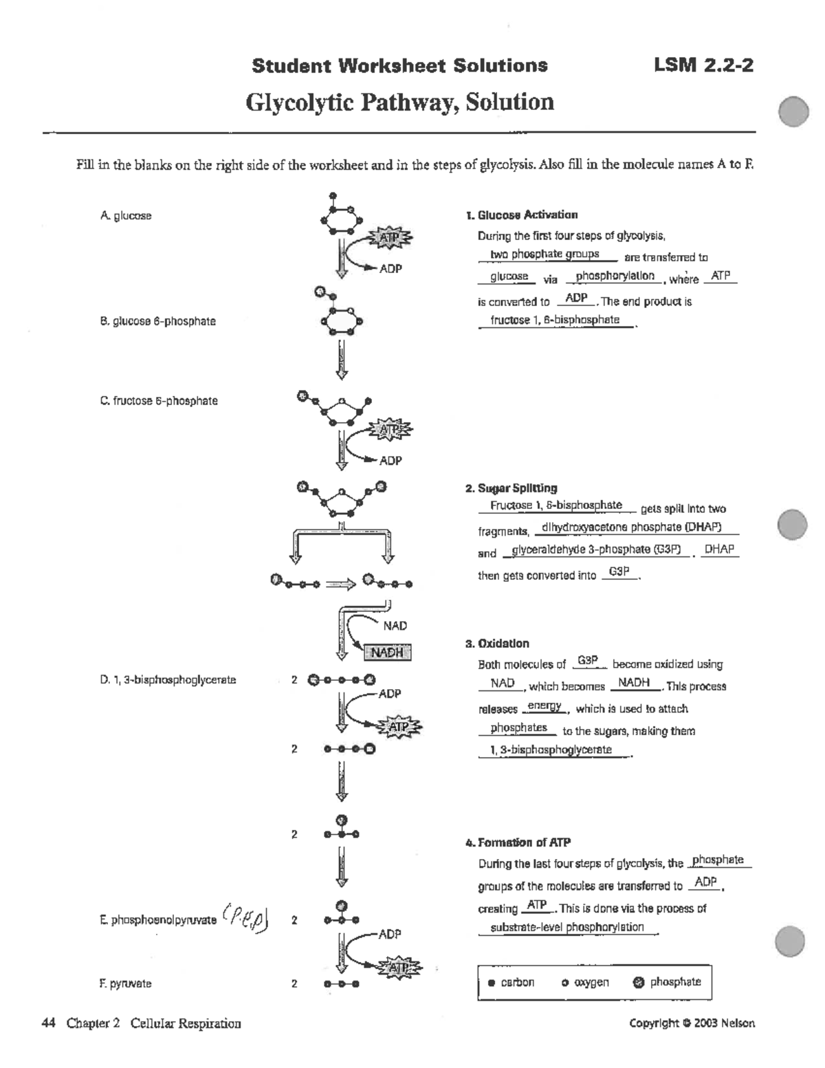 3 Glycolysis Process - Please give as much additional information as ...
