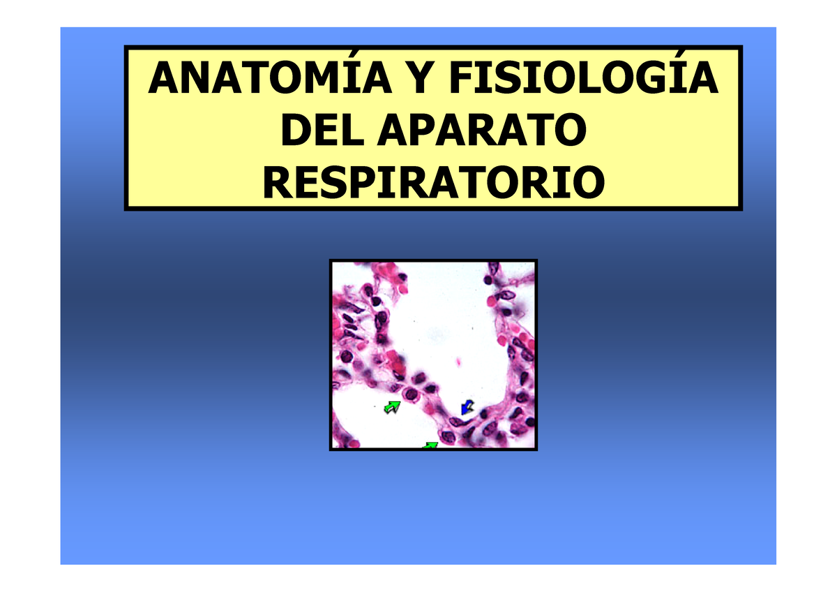 Anatom A Y Fisiolog A Del Aparato Respiratorio - ANATOMÍA Y FISIOLOGÍA ...