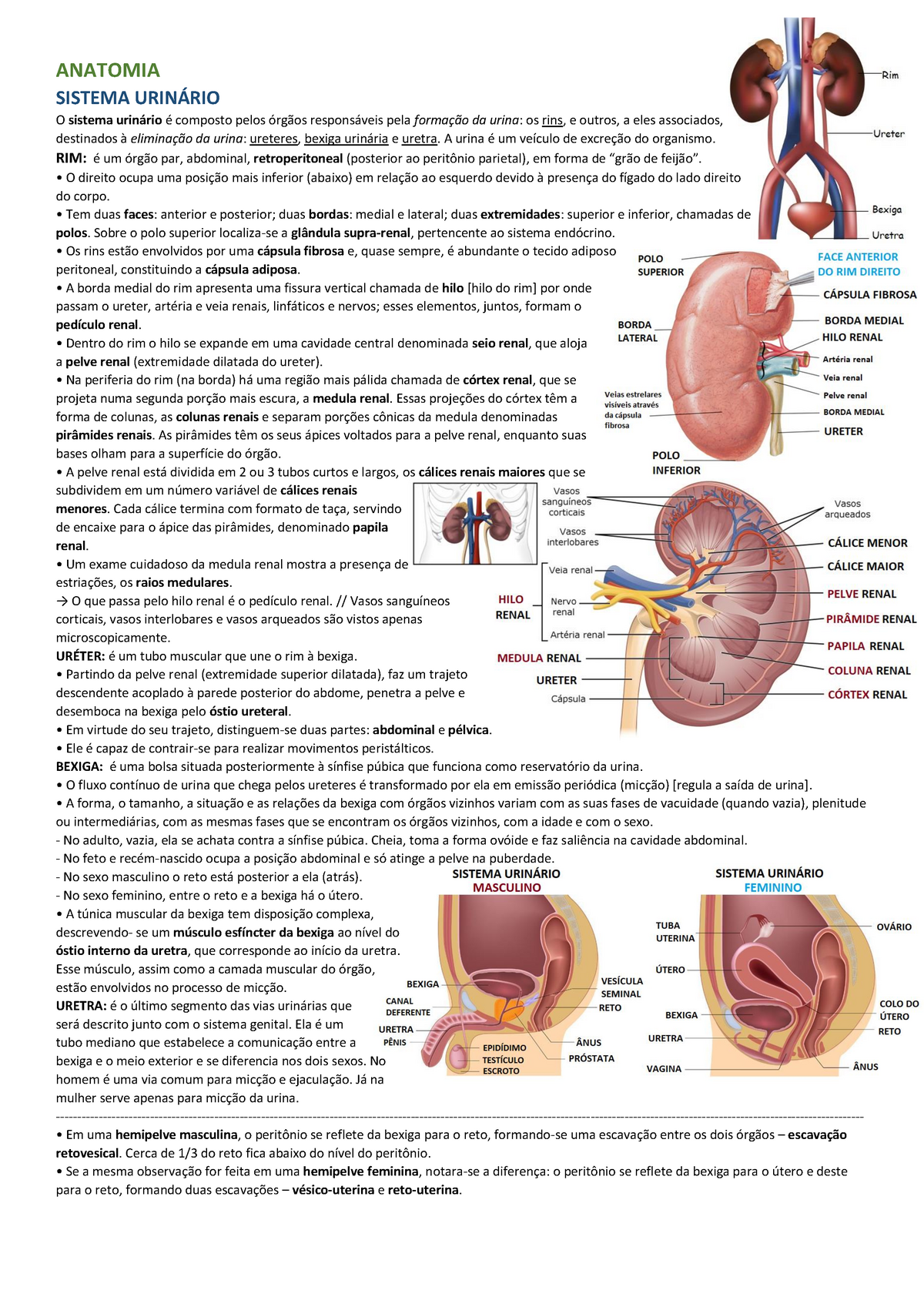 Anatomia sistêmica sistema urinário ANATOMIA SISTEMA O sistema composto pelos pela da urina