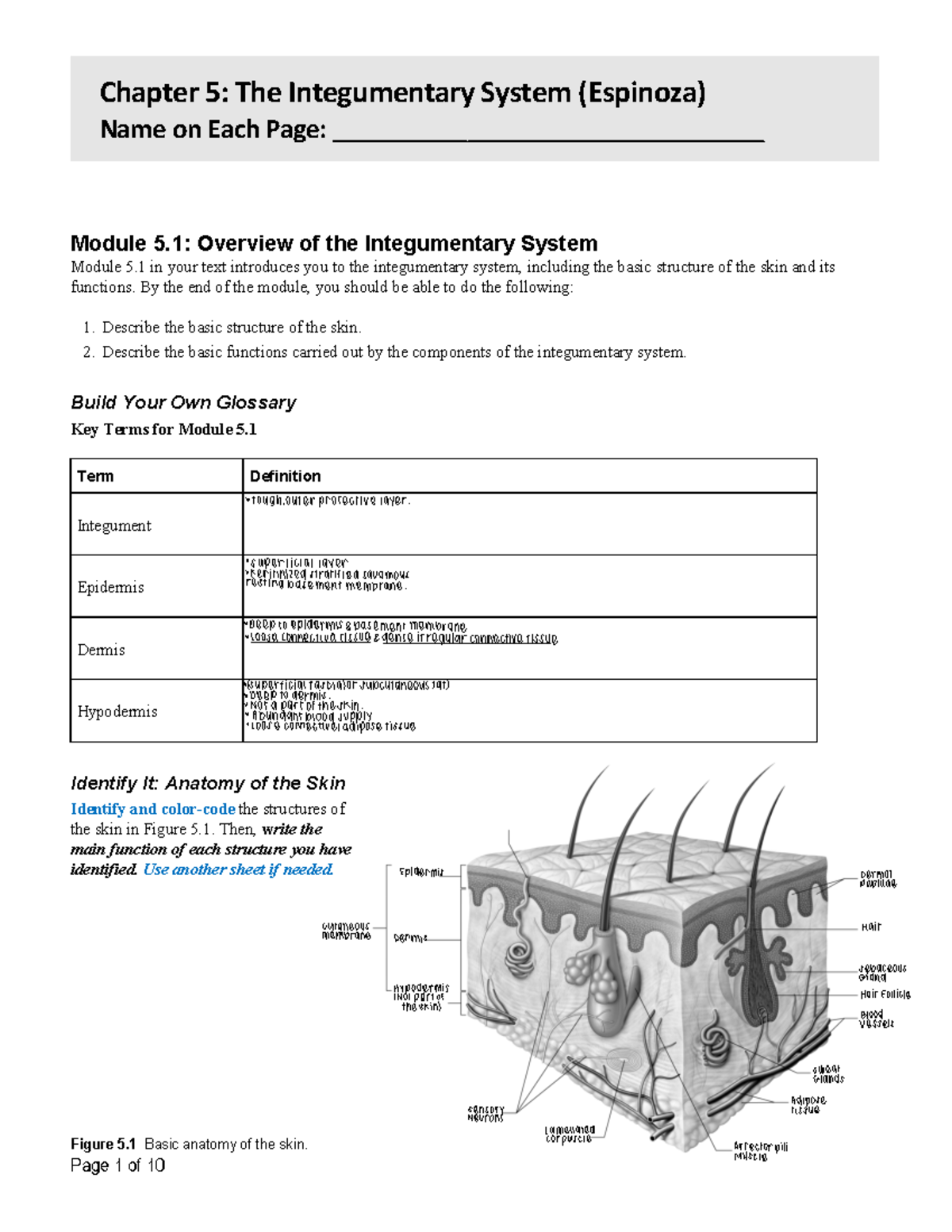 Chapter 5 Pg 1 - Page 1 Of 10 Module 5: Overview Of The Integumentary ...