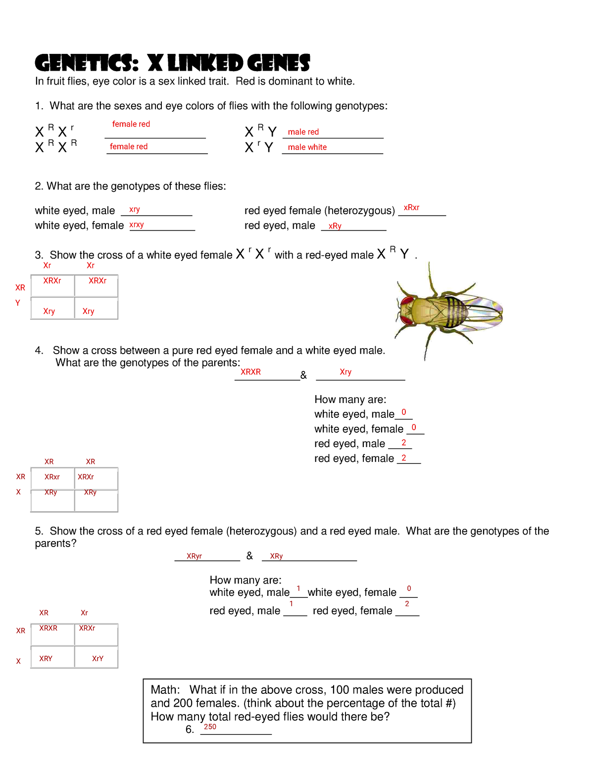 Punnett Square And Pedigree Practice Packet 6 Genetics X Linked Genes