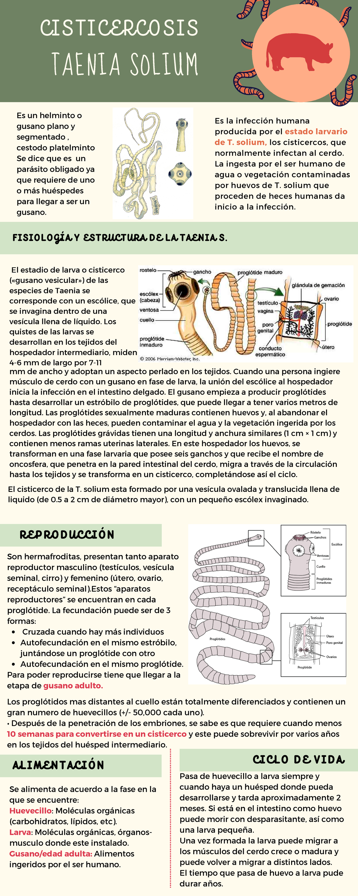 cisticerco de la tenia solium