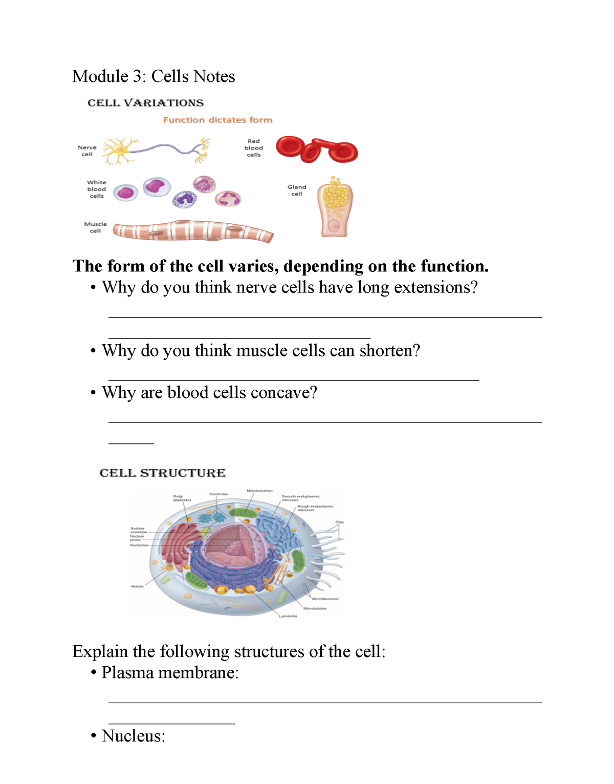 Module 3 - Cells - Anatomy - Module 3: Cells Notes The Form Of The Cell ...