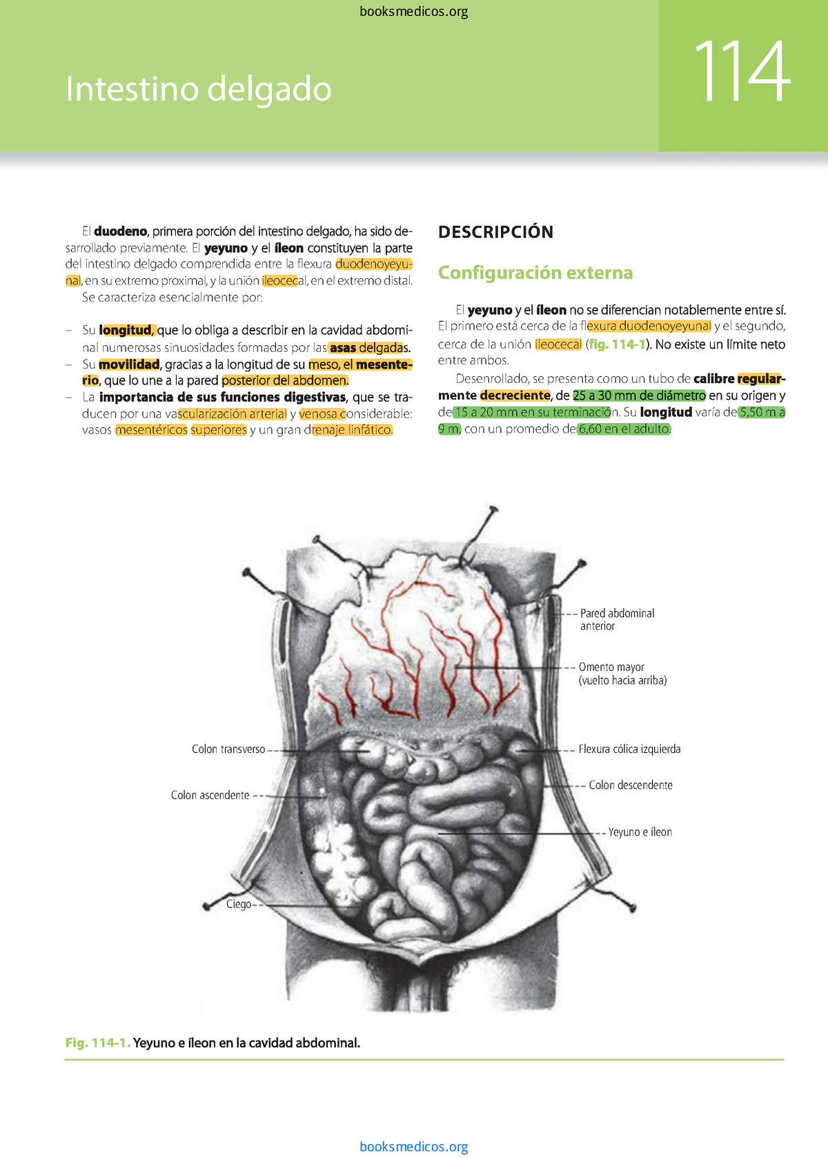 Digestivo Intestino delgado DESCRIPCIÓN Configuración externa El yeyuno y el íleon no se