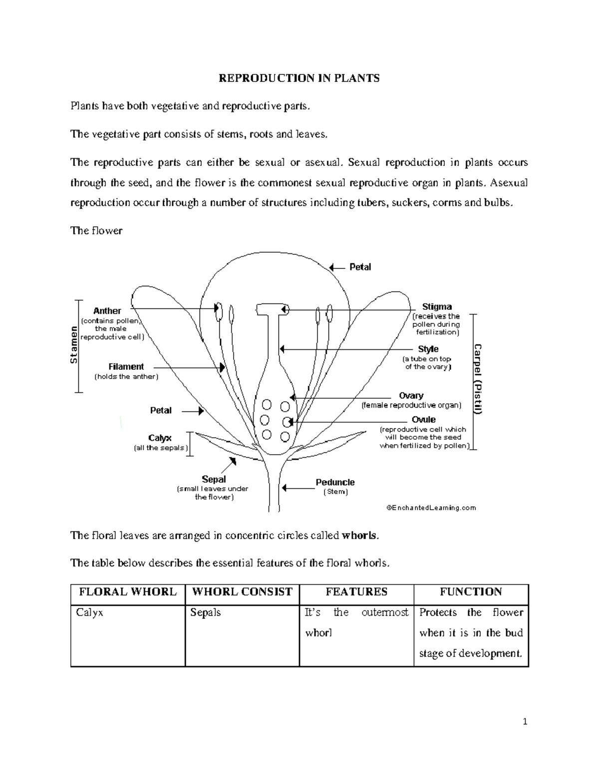 Plants - Reproduction In Plants Plants Have Both Vegetative And 