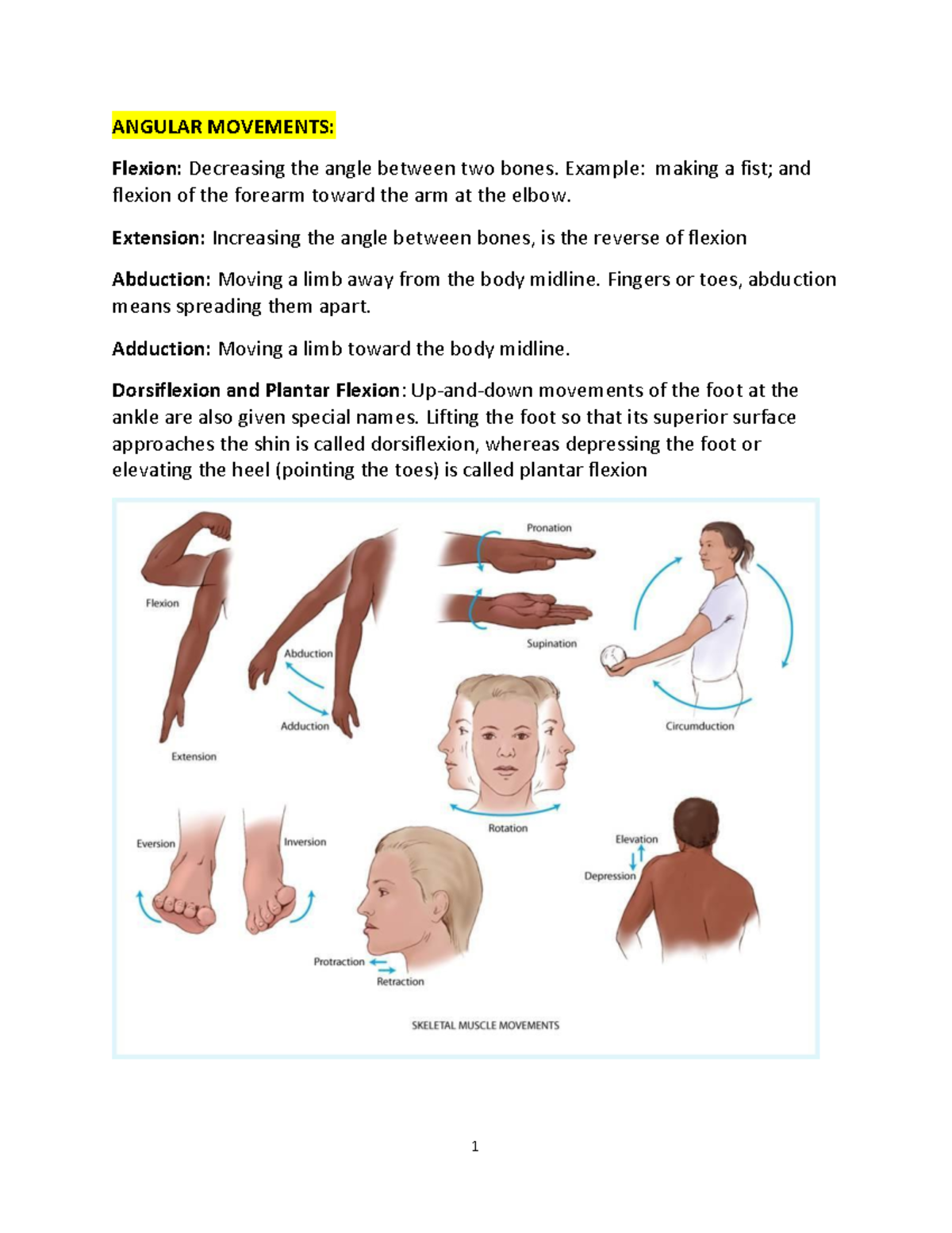 muscle-movement-terminology-1-angular-movements-flexion-decreasing