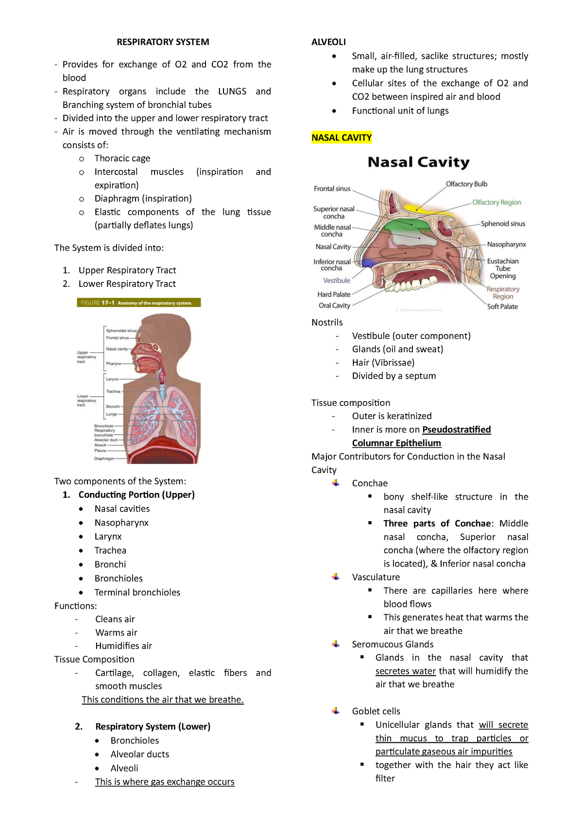 Respiratory System - RESPIRATORY SYSTEM Provides for exchange of O2 and ...