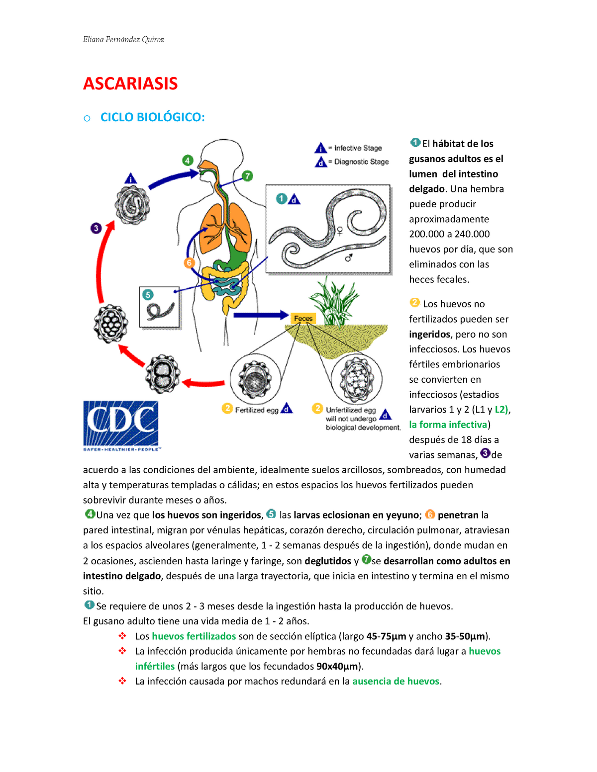 Ascaris Ciclo Biol Gico Transmisi N Epidemiolog A Prevenci N ASCARIASIS O CICLO El De