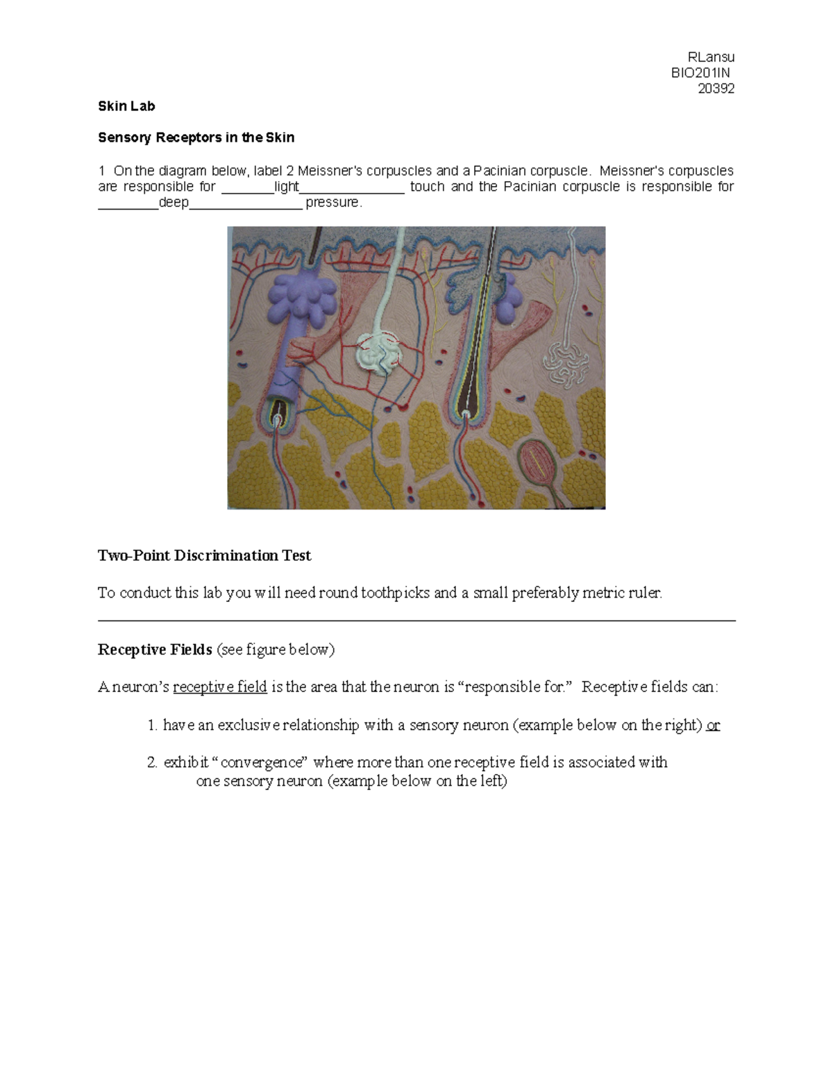 05 Skin Lab - notes - BIO201IN 20392 Skin Lab Sensory Receptors in the ...