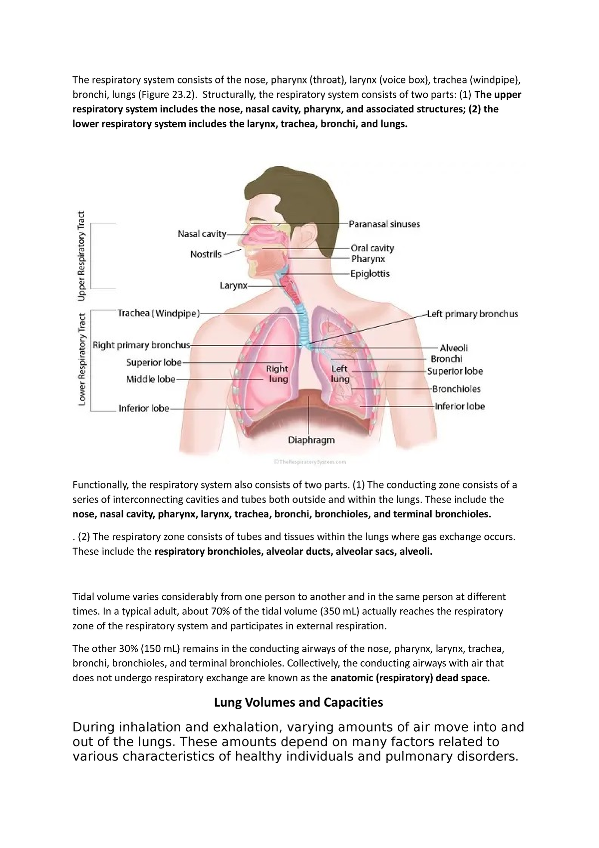 The respiratory volume and capacities - The respiratory system consists ...