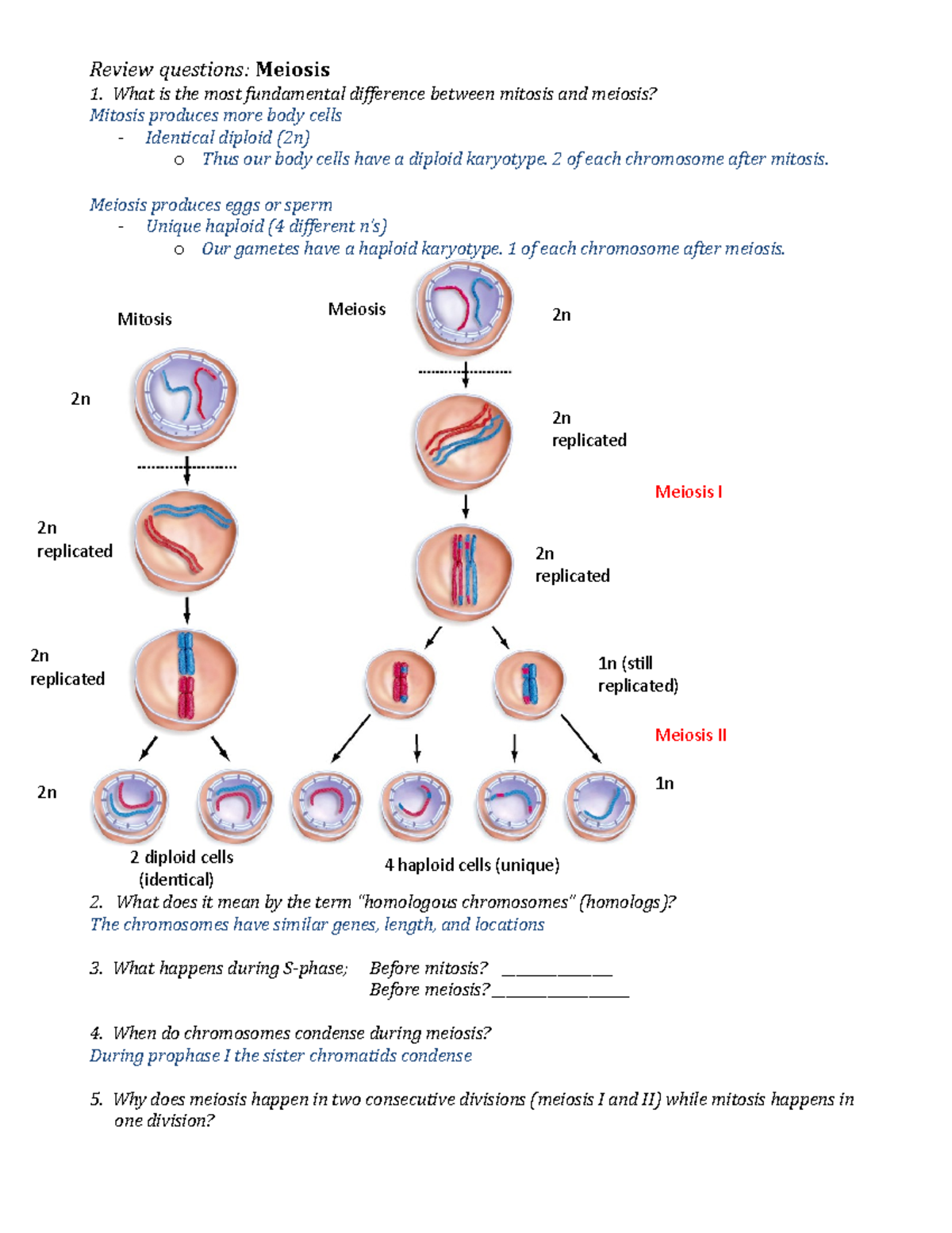 Meiosis Review Questions Review questions Meiosis What is the most