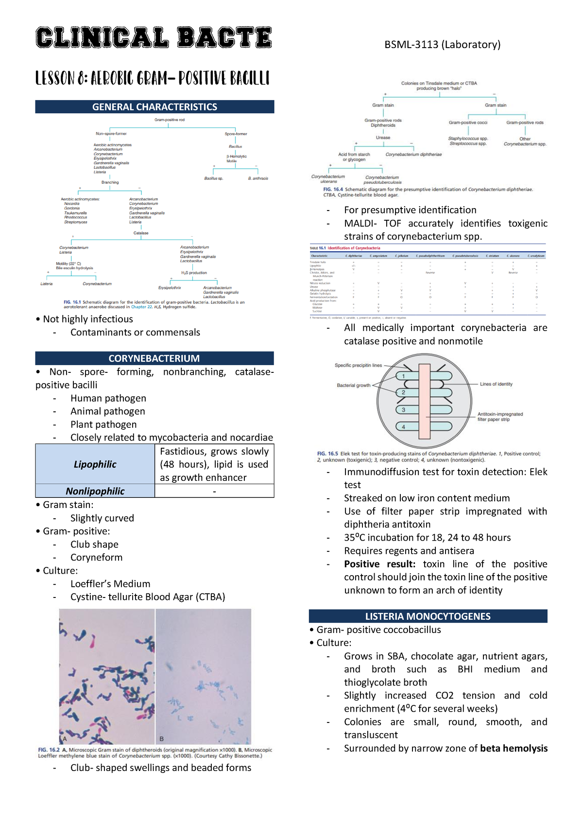 Lesson 8 Aerobic Gram- Positive Bacilli 082954 - GENERAL ...