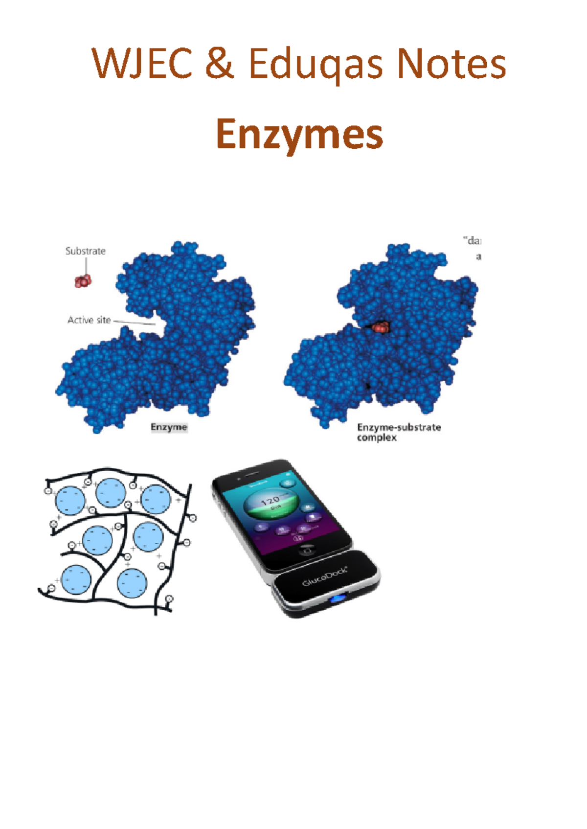 Topic 4 Unit 1 Notes Enzymes Notes - WJEC & Eduqas Notes Enzymes WJEC ...