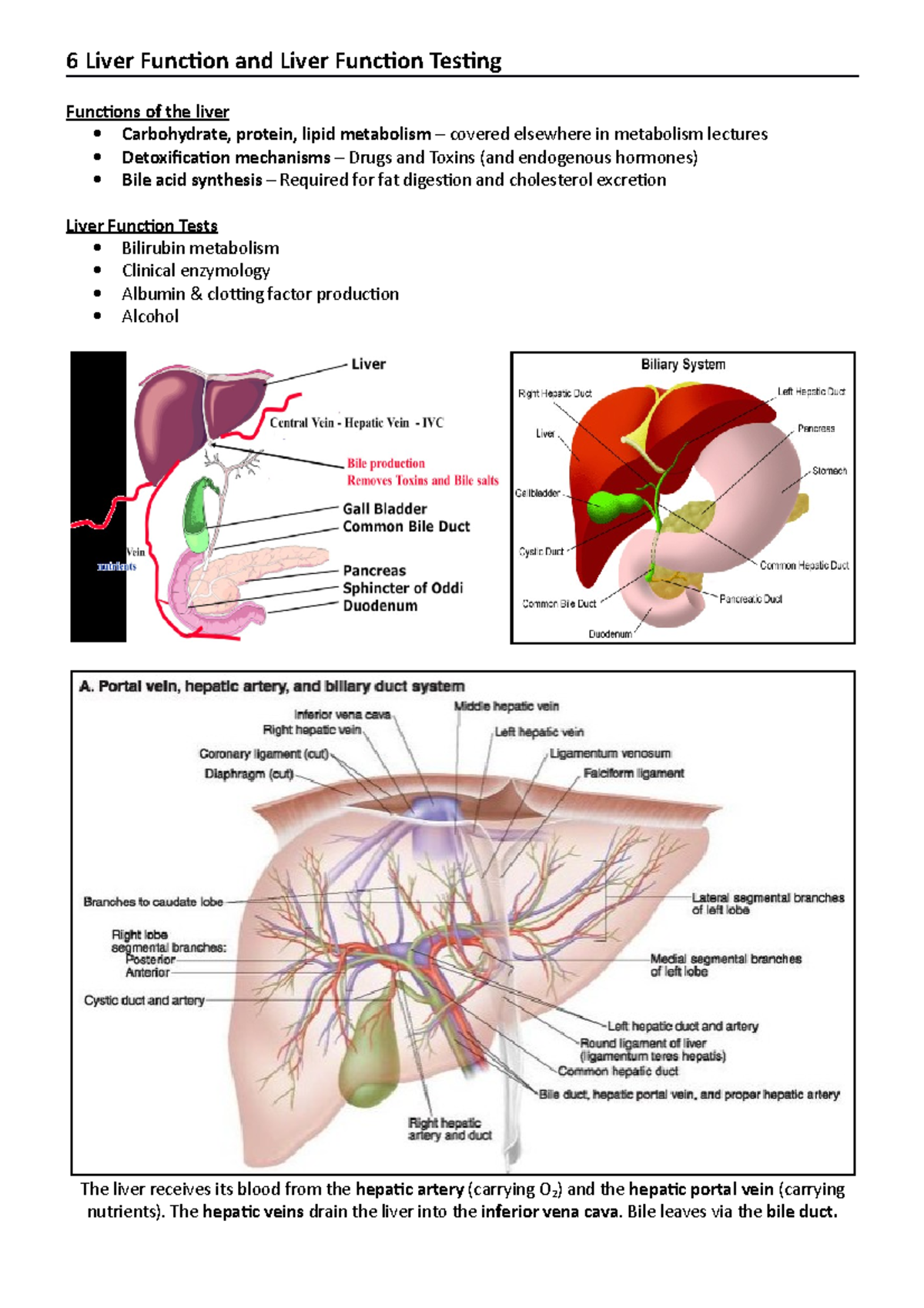 6 Liver Function and Liver Function Testing - 6 Liver Function and ...