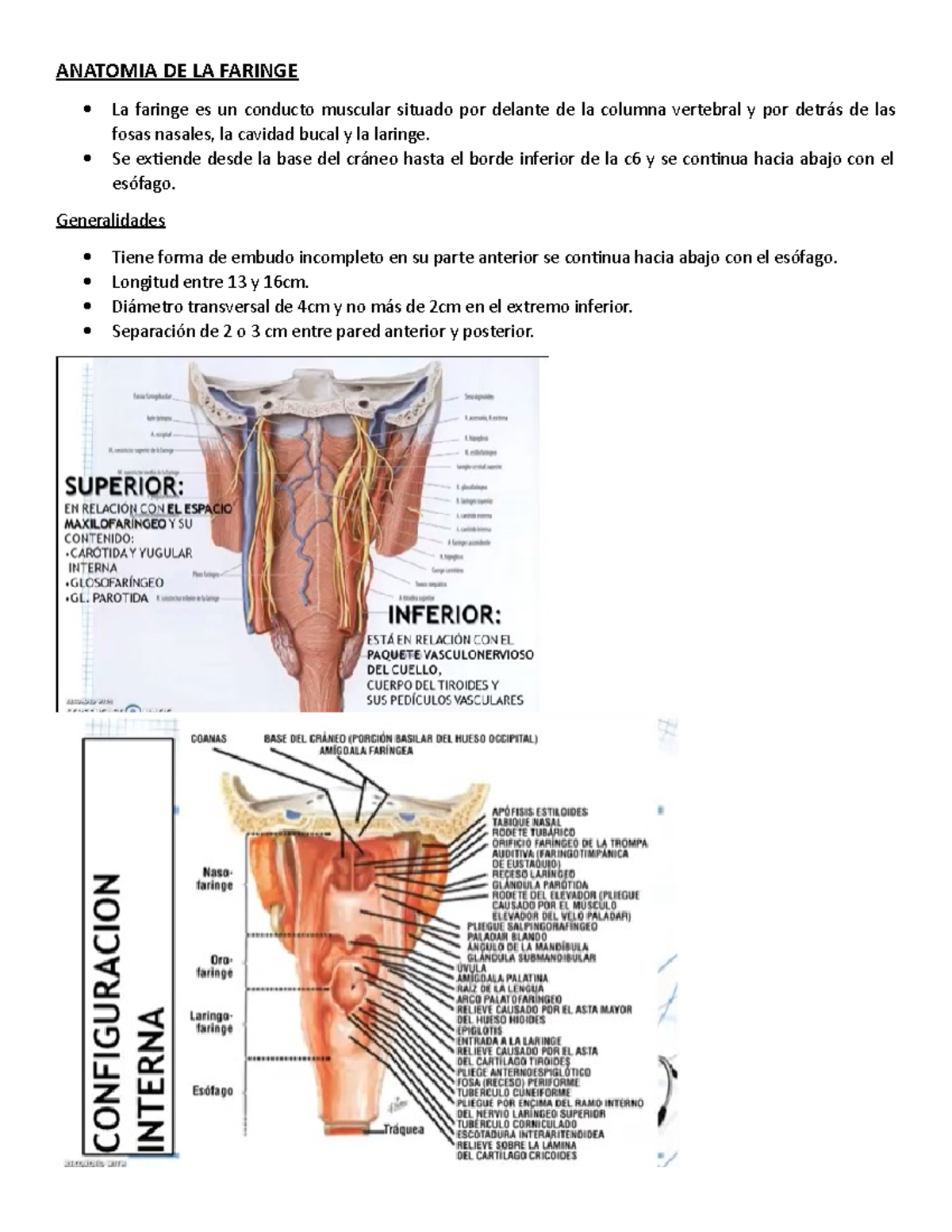 Anatomia DE LA Faringe - ANATOMIA DE LA FARINGE La faringe es un ...