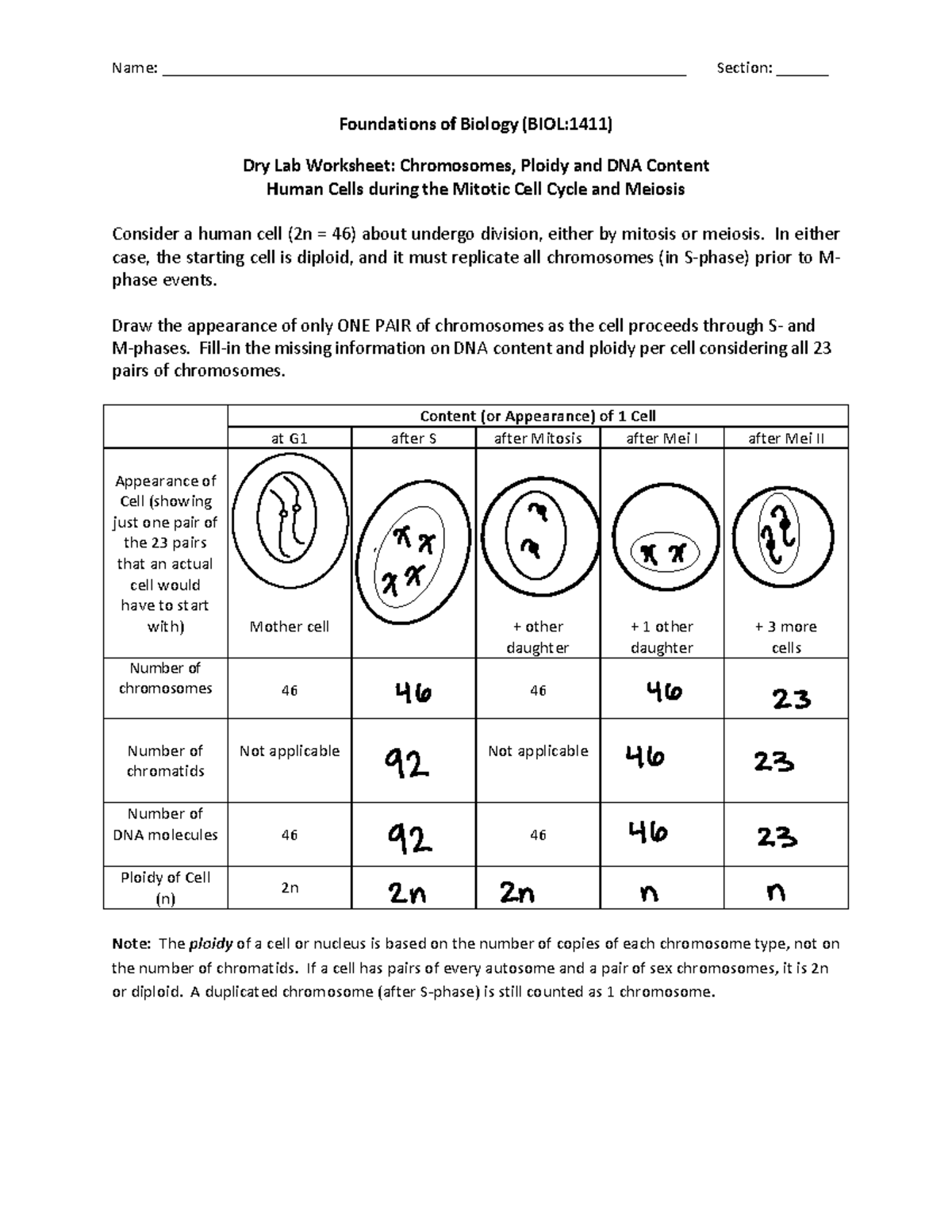 Worksheet+2+-+Ploidy+and+DNA+Content+-1 - Name: - Studocu