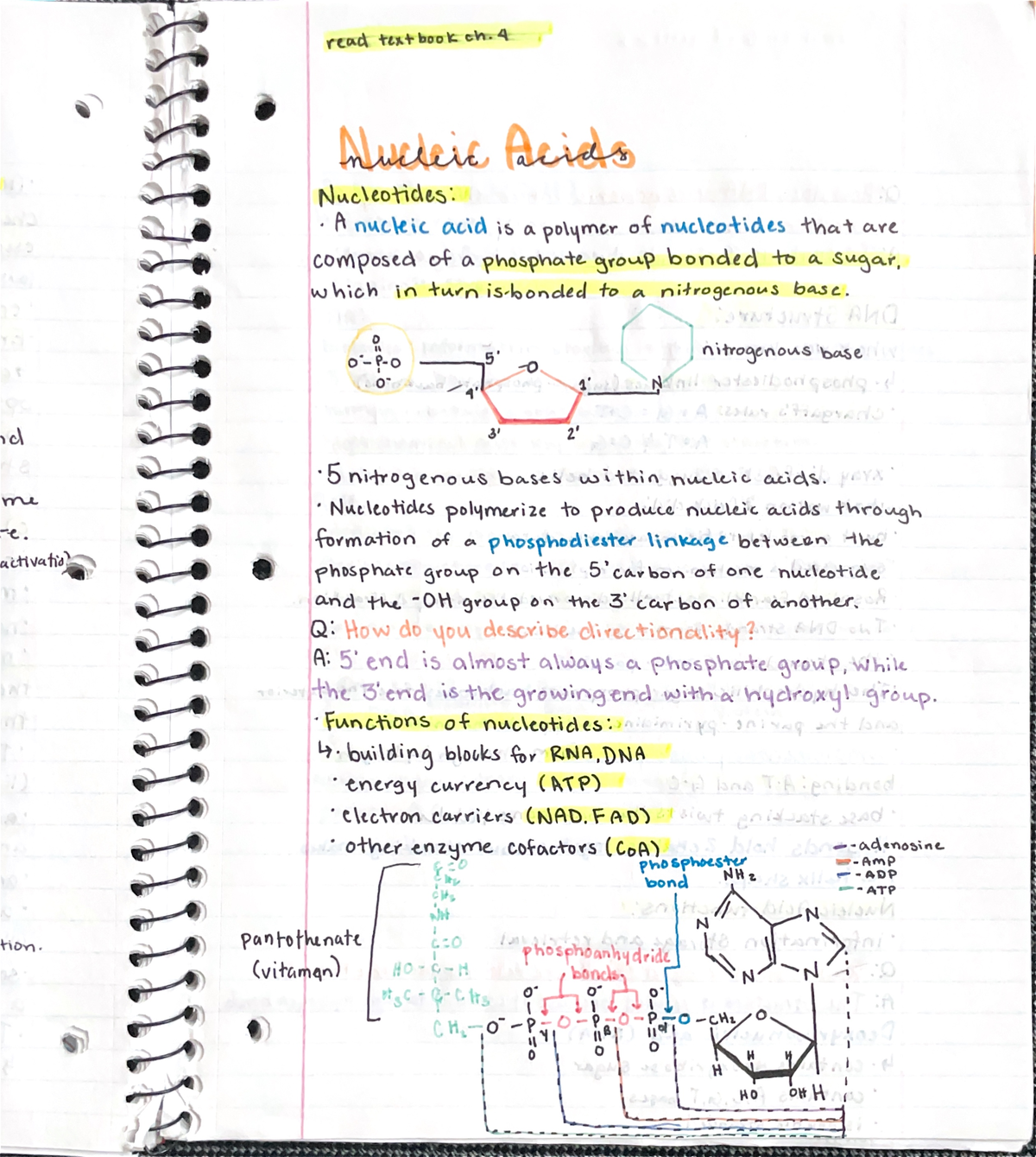 Nucleic acids notes 213 Studocu