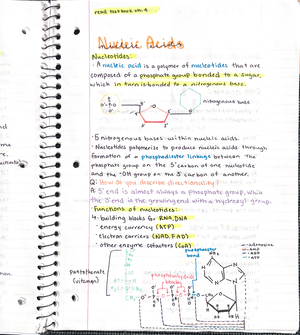 Bioenergetics notes - 213 - Studocu