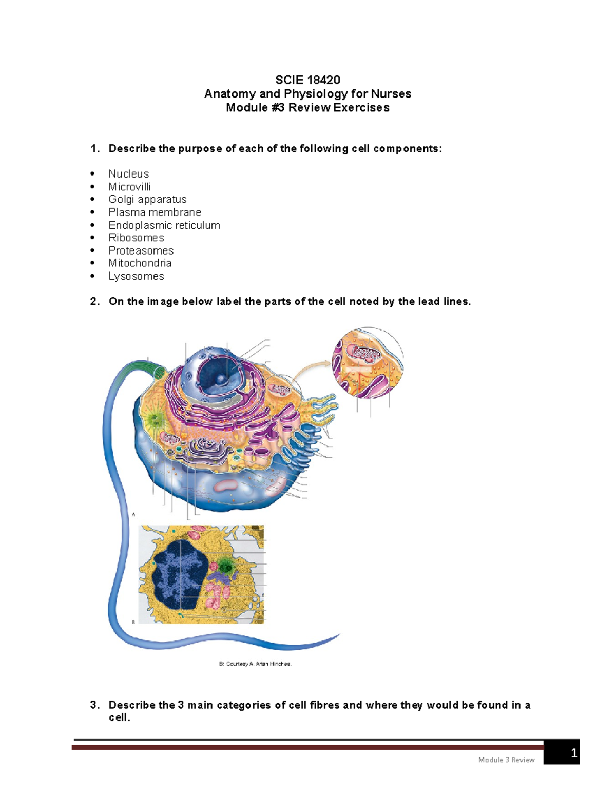 module-3-cells-and-tissues-review-exercises-module-3-review-scie