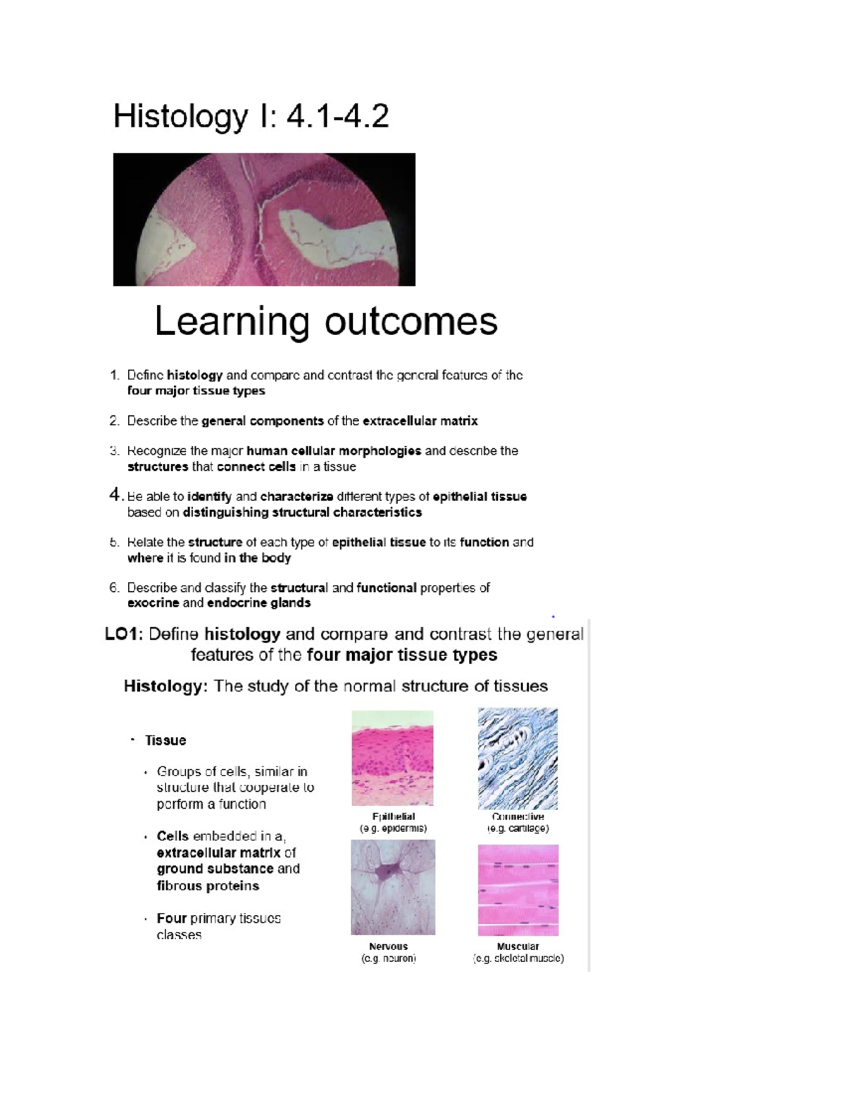 Test 2 Anatomy Notes Cd 275 Histology Part Studocu