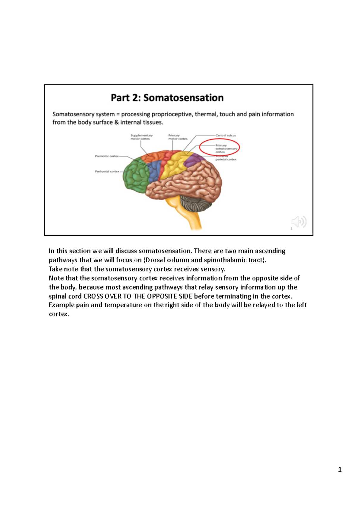 Part 2-Somatosensation Notes - In This Section We Will Discuss ...