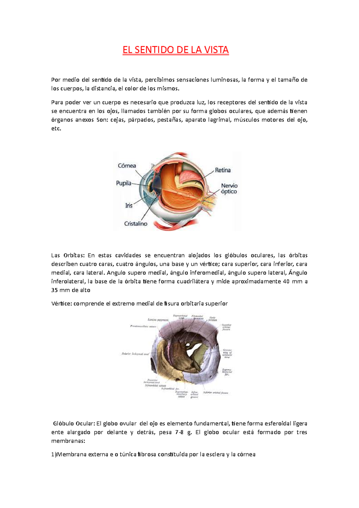 EL Sentido DE LA Vista - EL SENTIDO DE LA VISTA Por medio del sentido ...