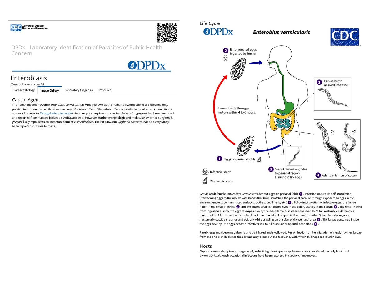 CDC - DPDx - E. Vermicularis - DPDx - Laboratory Identication Of ...