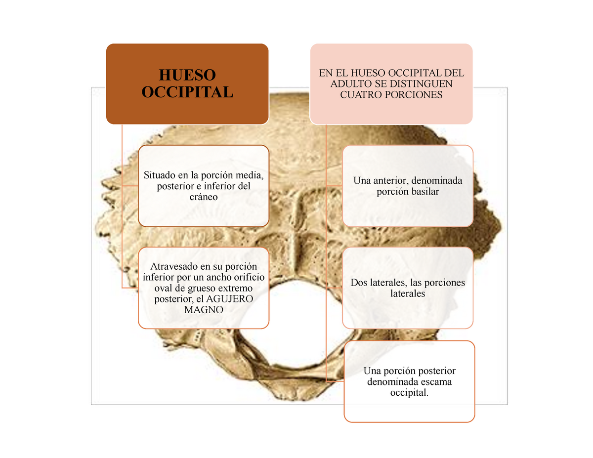 Hueso Occipital Anatomía Humana Hueso Occipital Situado En La Porcín Media Posterior E 6131