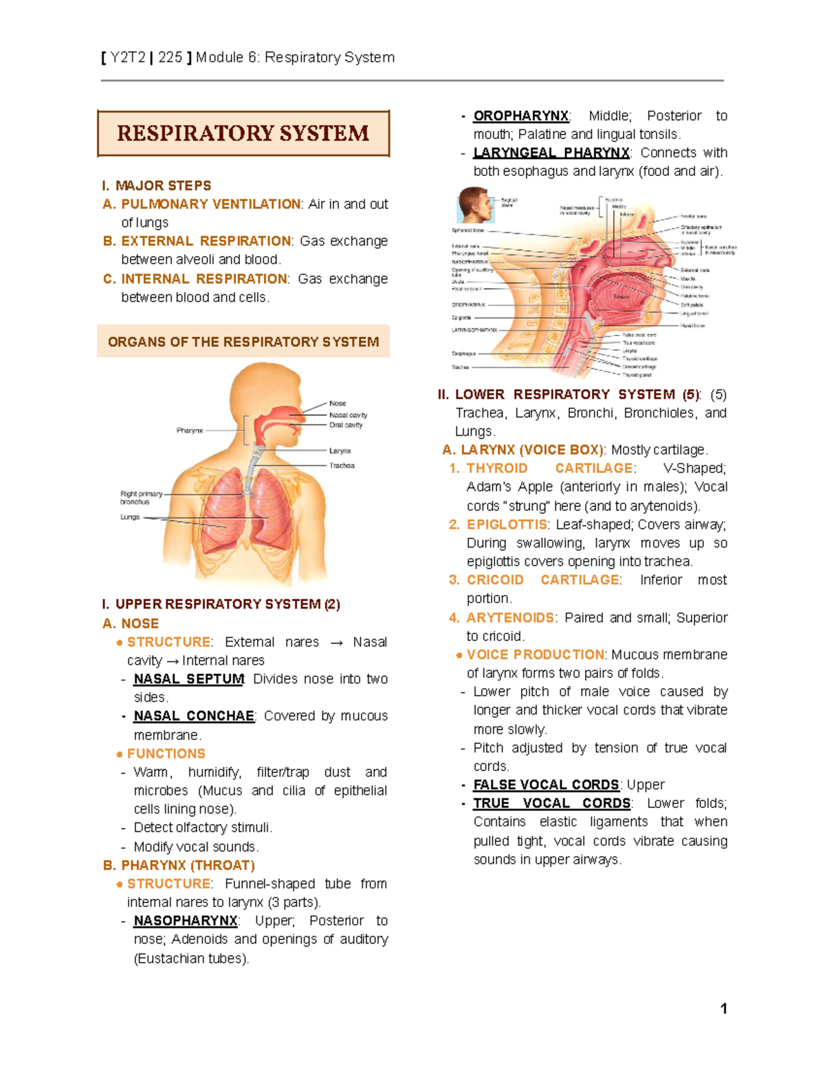 [225 M6 TRN] Respiratory System - RESPIRATOY SYSTEM I. MAJOR STEPS A ...