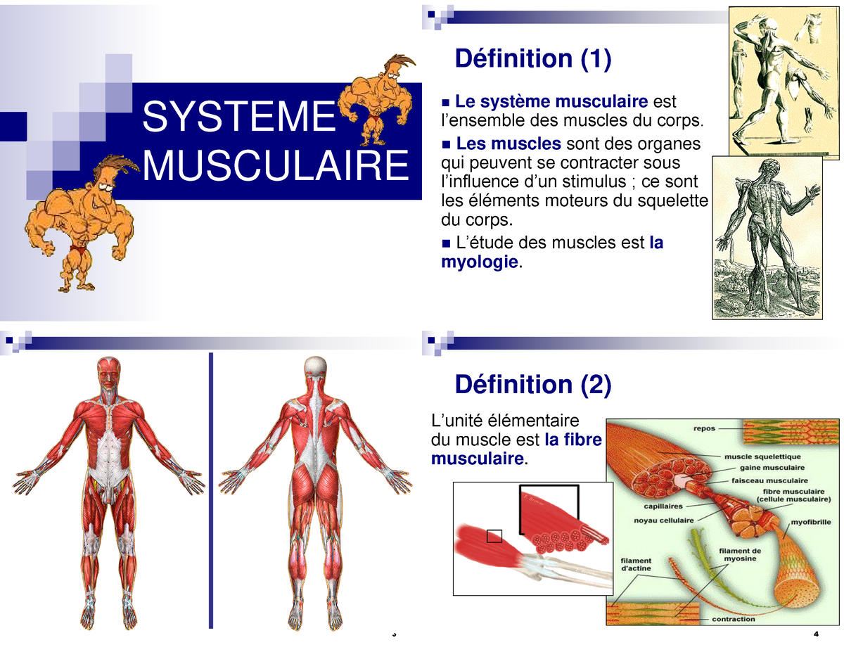 Systeme Musculaire - hi hello - SYSTEME MUSCULAIRE 2 Définition (1)  Le système  musculaire est - Studocu