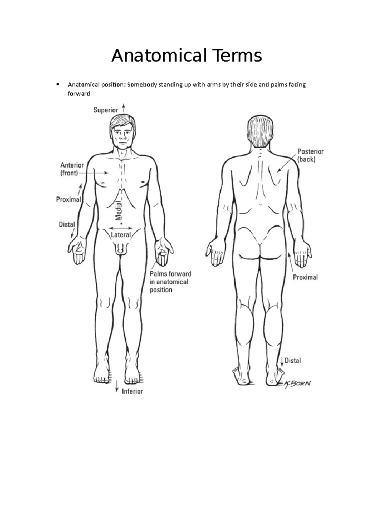 Anatomical Terms Lecture Notes SGT 3 Anatomical Terms Anatomical 