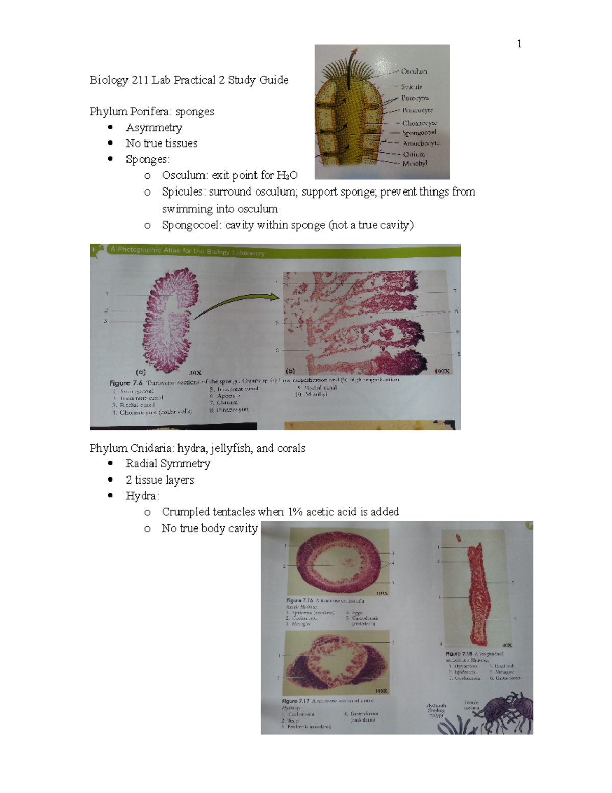 Biology 211 Lab Practical 2 Study Guide - 1 Biology 211 Lab Practical 2 ...