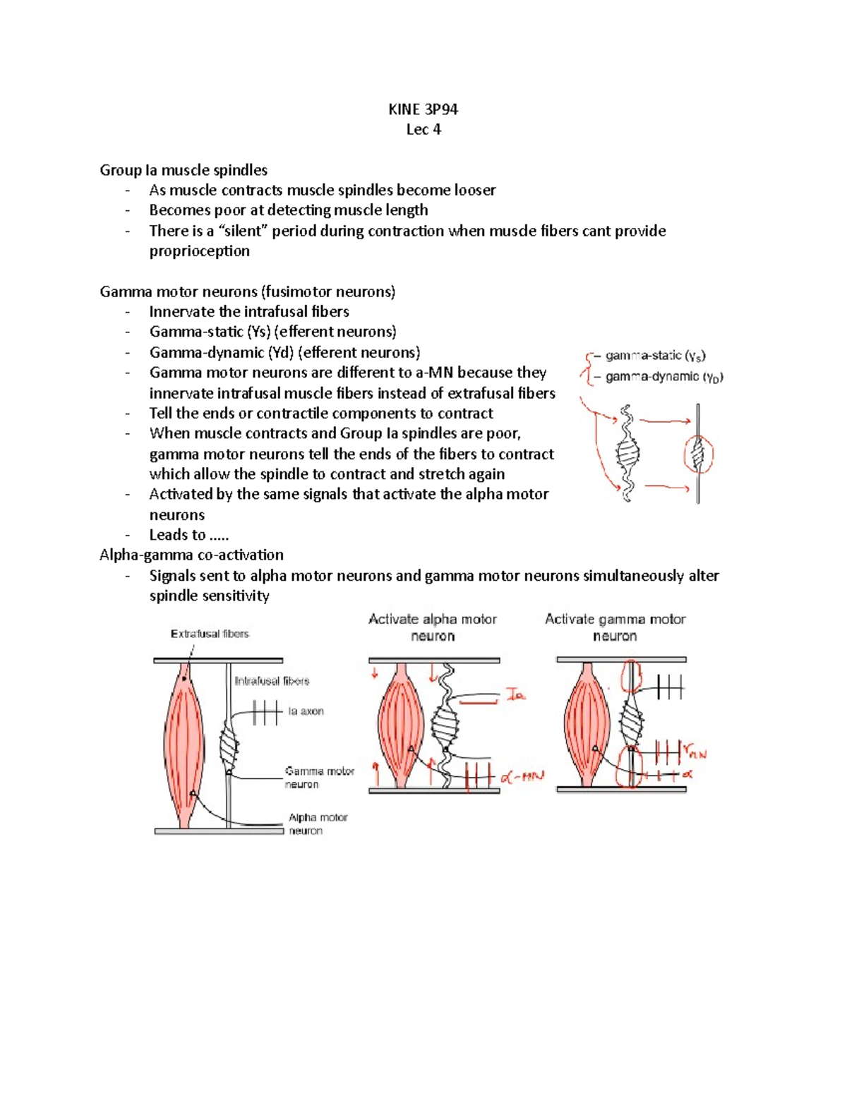 KINE 3P94 Lec 4 - Lecture 4 - KINE 3P Lec 4 Group Ia muscle spindles ...