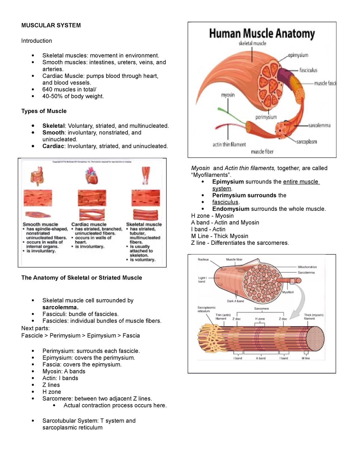 Anatomy And Physiology- Muscular System - MUSCULAR SYSTEM Introduction ...