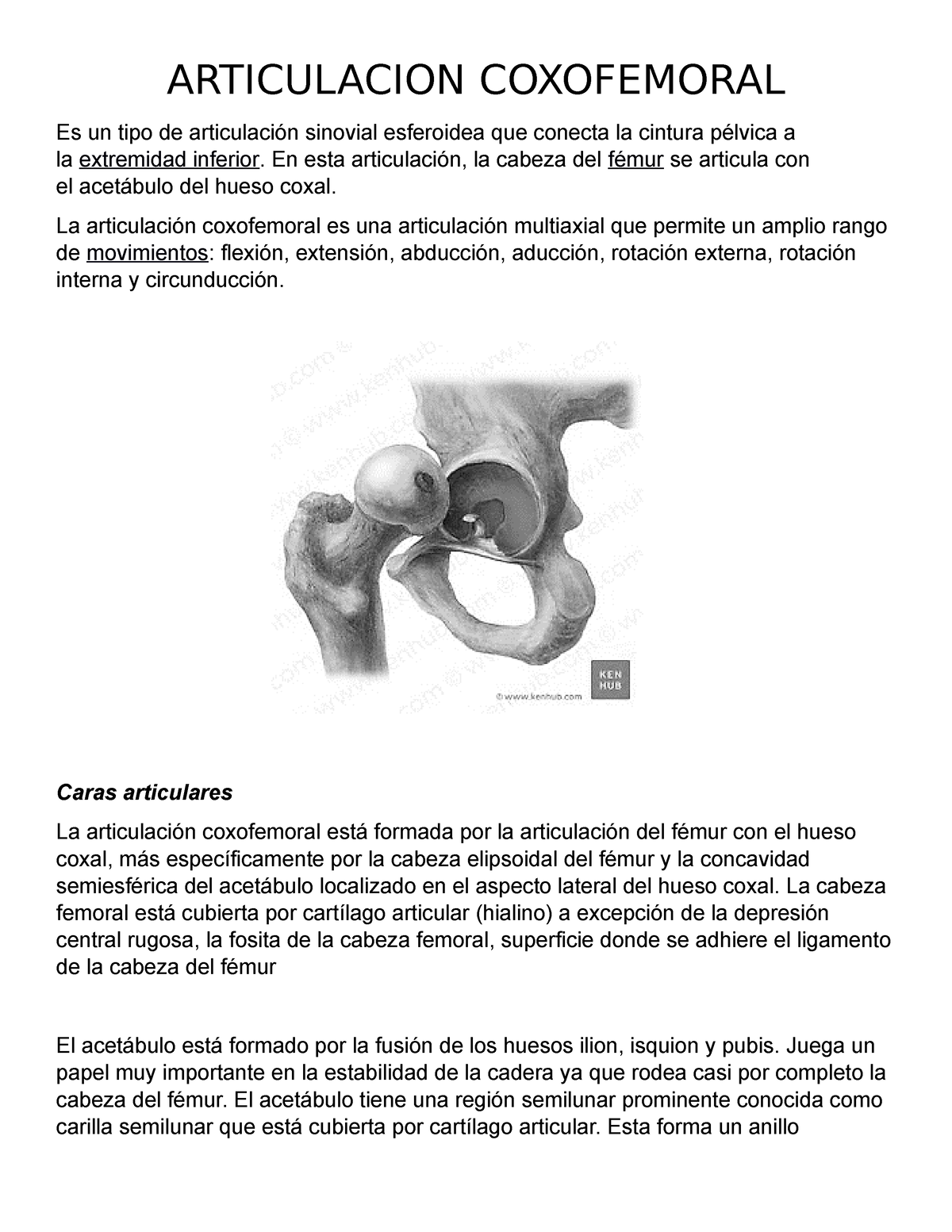 Articulacion Coxofemoral - ARTICULACION COXOFEMORAL Es Un Tipo De ...