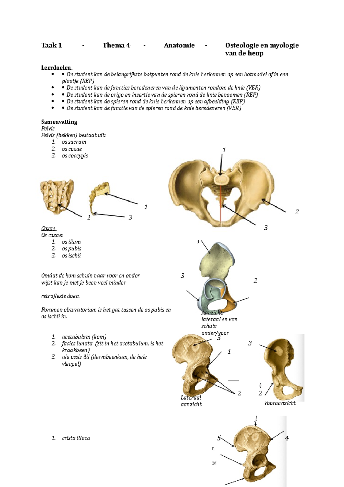 THEMA 4 _ Anatomie T1 heup - Taak 1 - Thema 4 - Anatomie - Osteologie ...