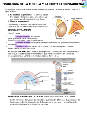 capas de glándulas suprarrenales y hormonas