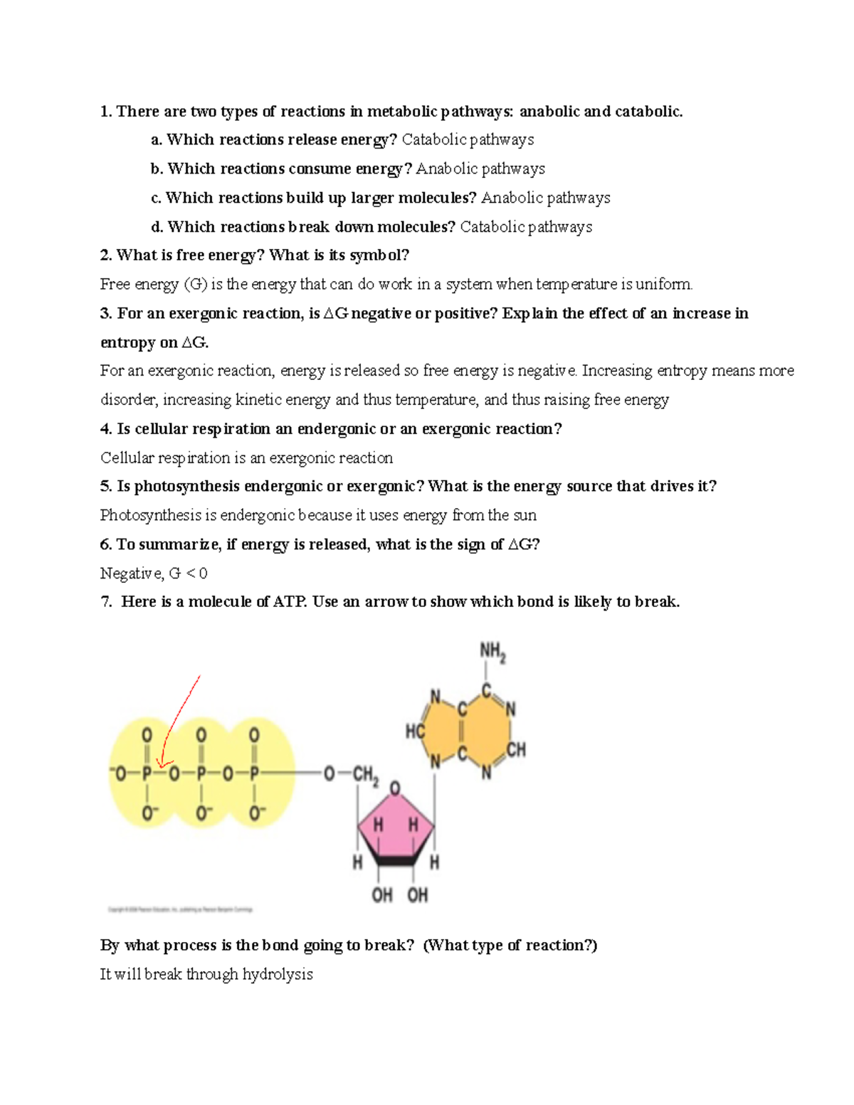 Metabolism Practice Questions There Are Two Types Of Reactions In