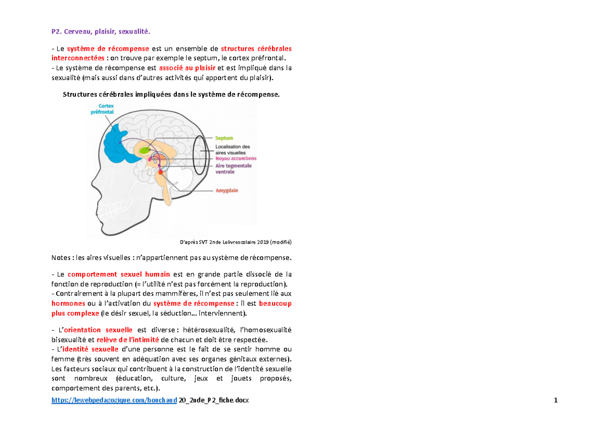 Cours De Svt Cerveau Plaisir Sexualité Lewebpedagogique Bouchaud