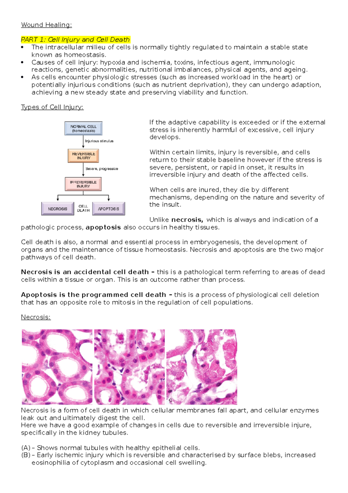 Wound Healing - Wound Healing: PART 1: Cell Injury and Cell Death The ...