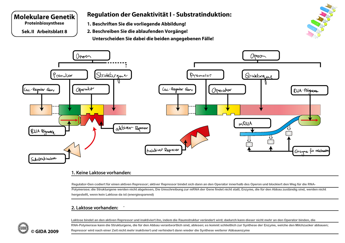 Bio Abgabe 30 - © GIDA 2009 Regulation der Genaktivität I -  Substratinduktion: 1. Beschriften Sie - Studocu