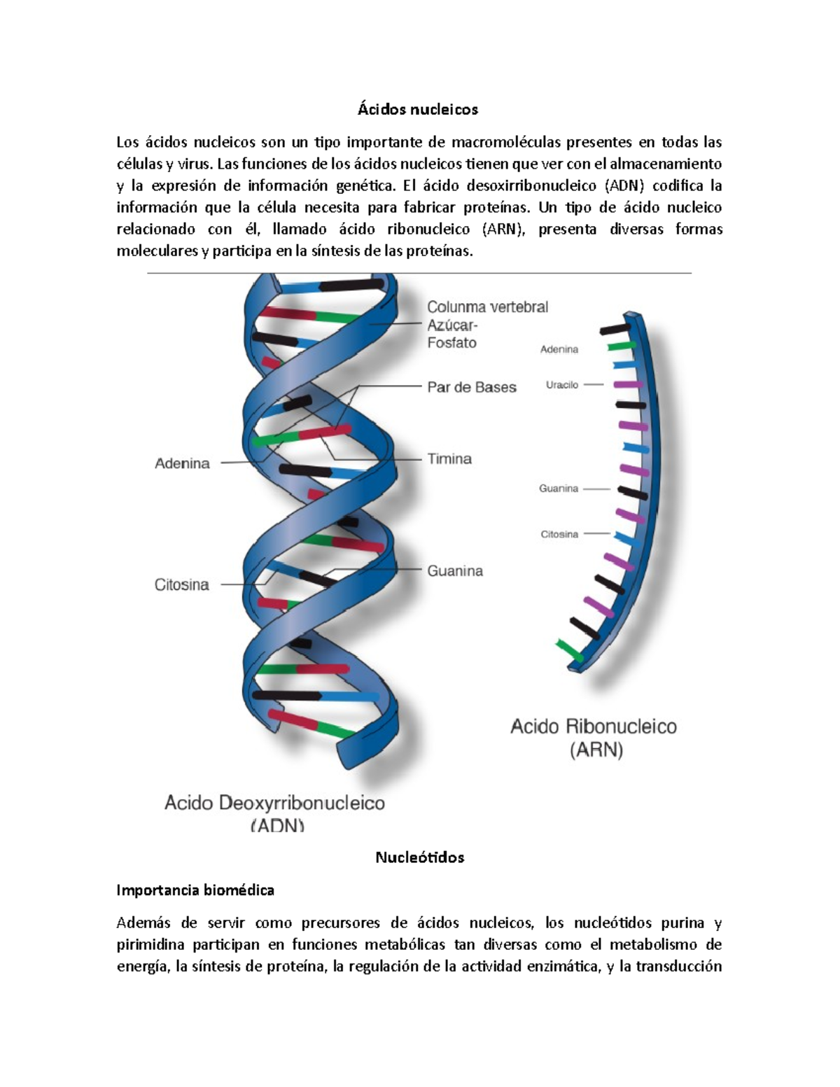 Seminario De Bases Acidos Nucleicos Ácidos Nucleicos Los ácidos