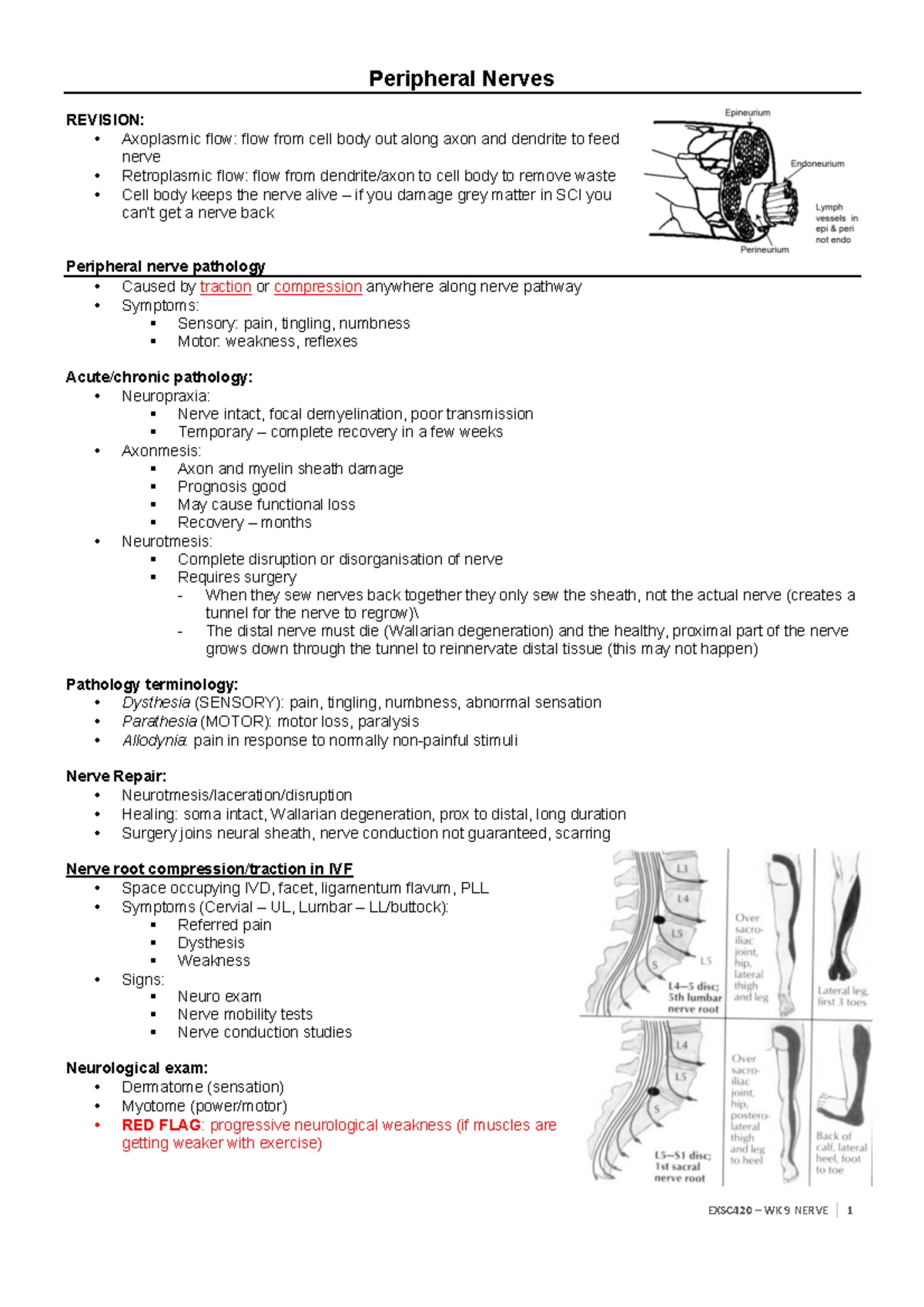 UOW EXSC420 - Nerve Notes - Peripheral Nerves REVISION: Axoplasmic flow ...