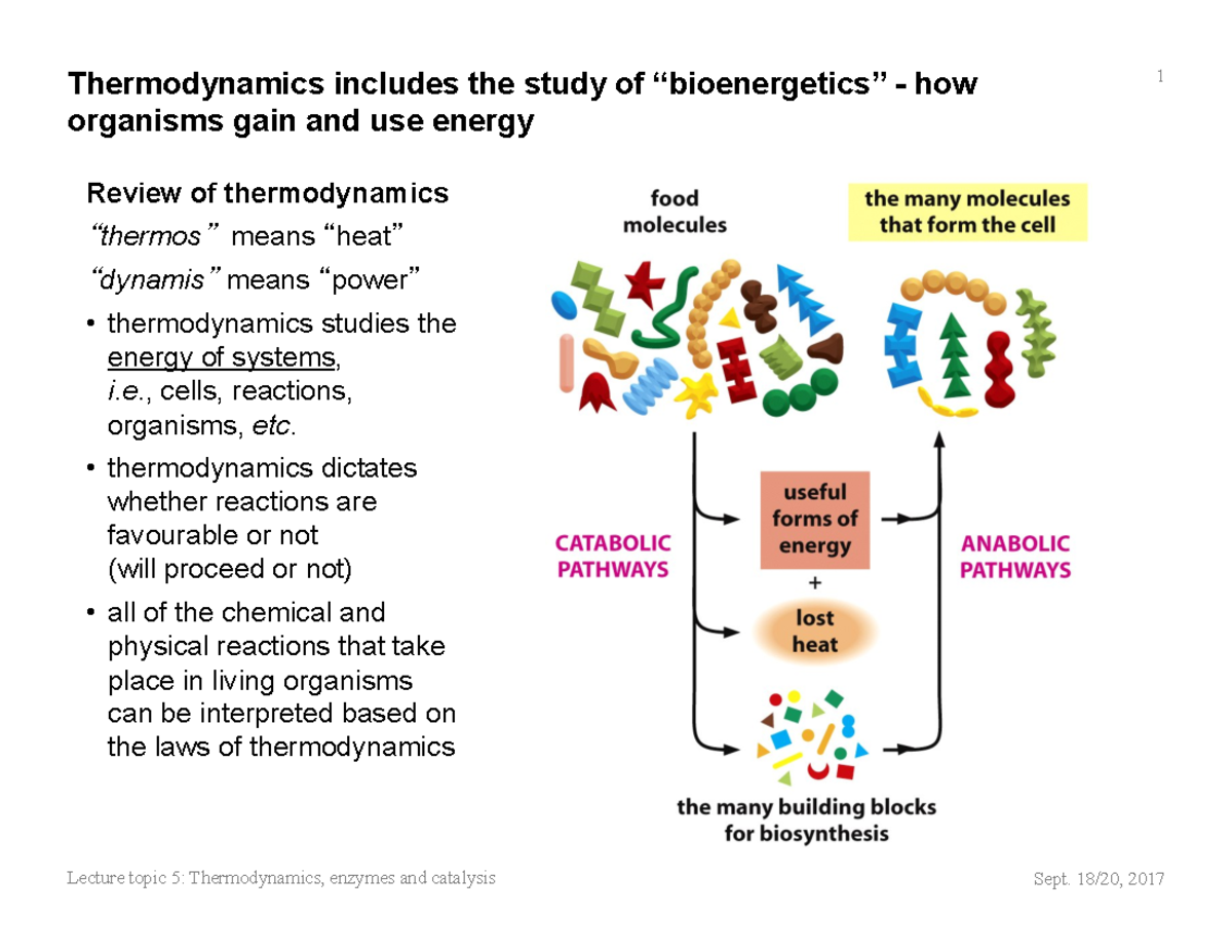 5 thermodynamics enzymes sept26 Review of thermodynamics “ thermos